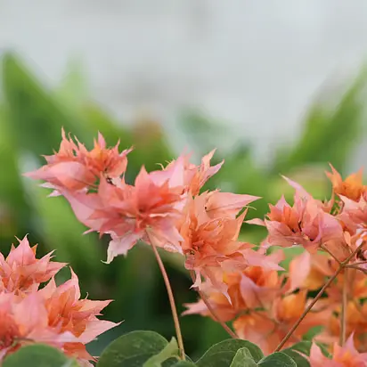 আবু ত্বহা মুহাম্মদ আদনান